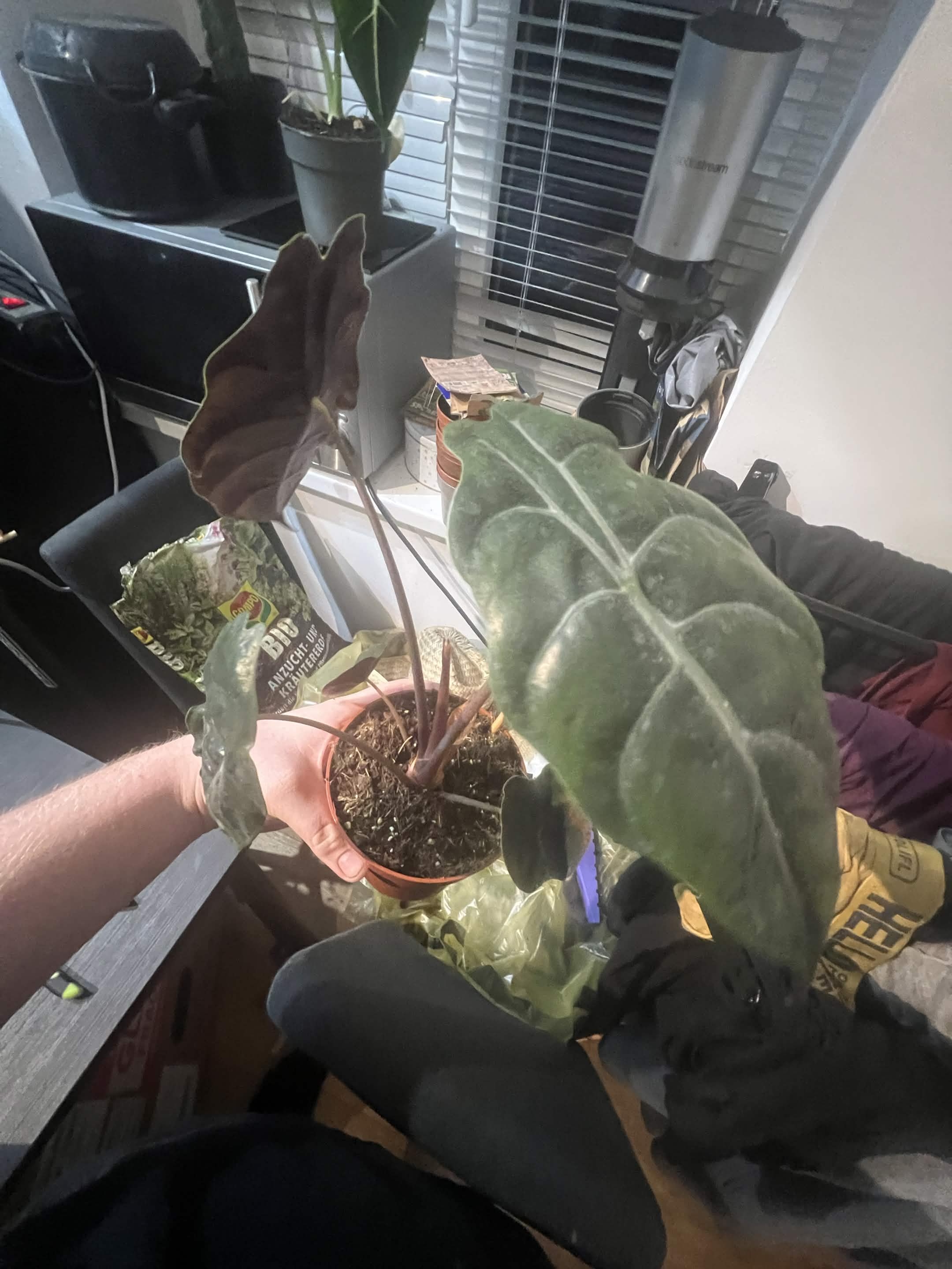 Alocasia Black Velvet