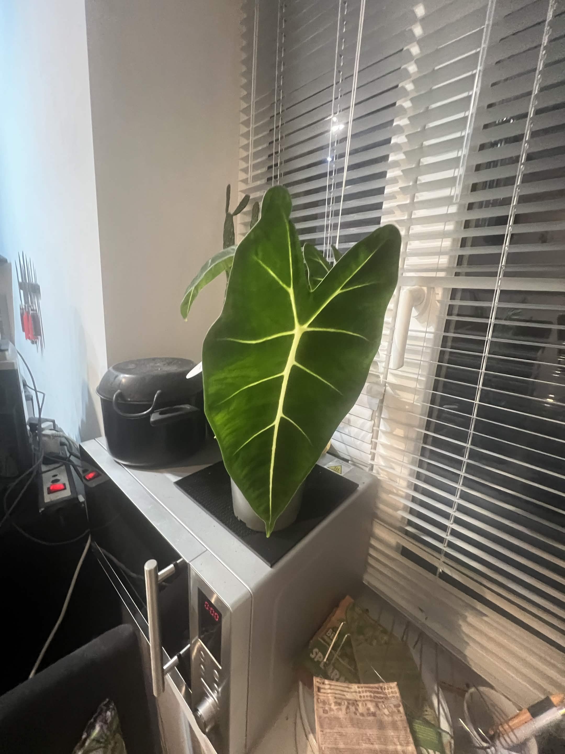Alocasia Frydek