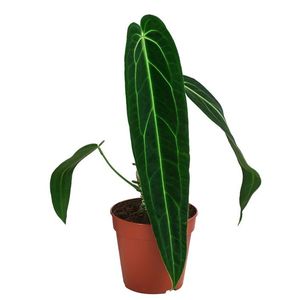 Anthurium warocqueanum