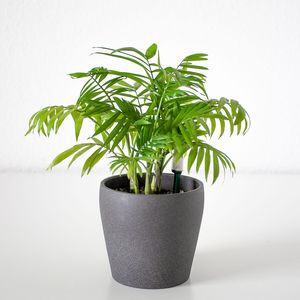 Mexikanische Bergpalme