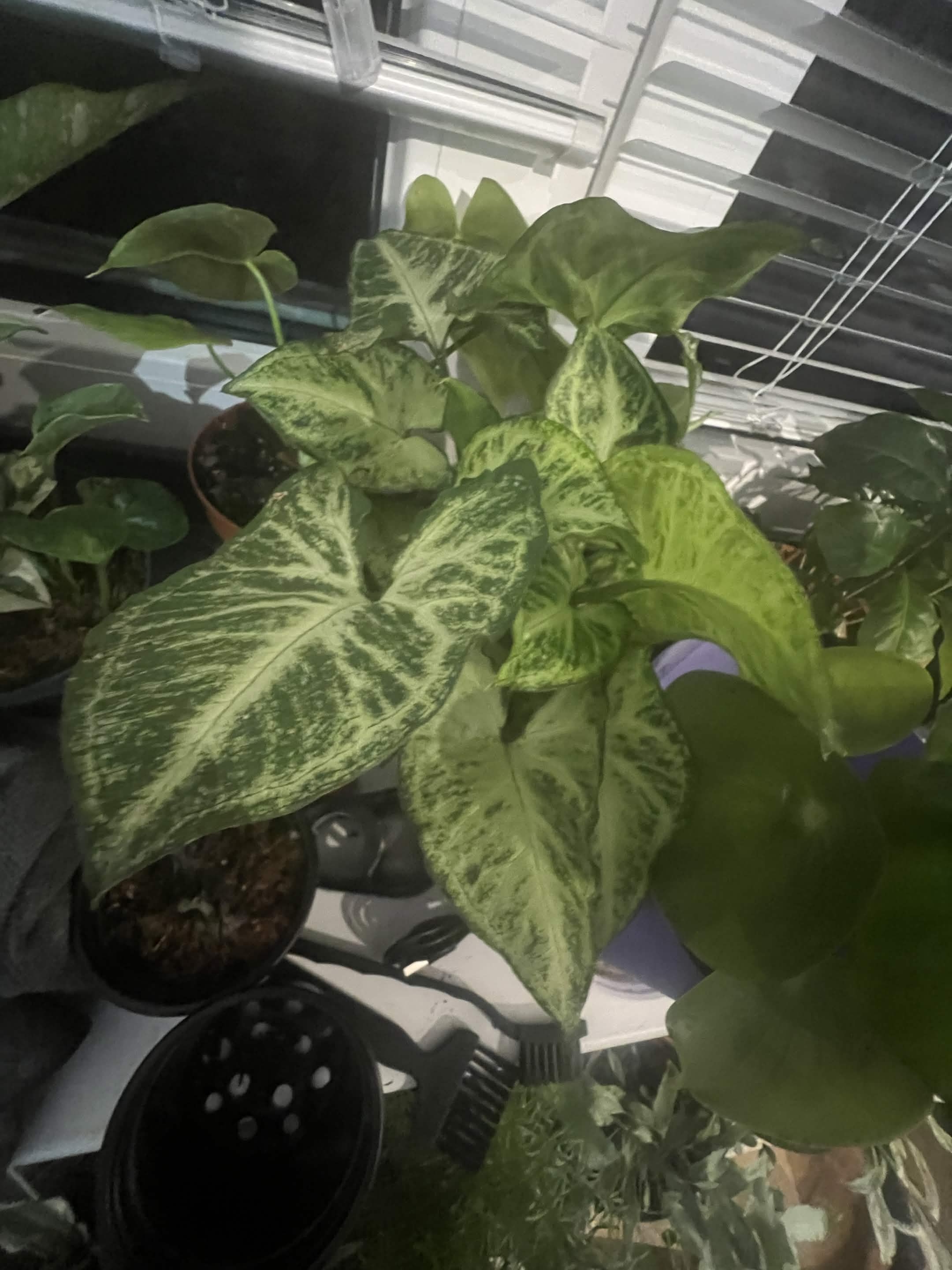 Dieffenbachia