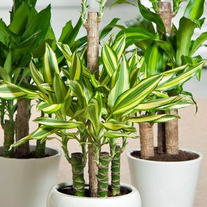 Duftender Drachenbaum