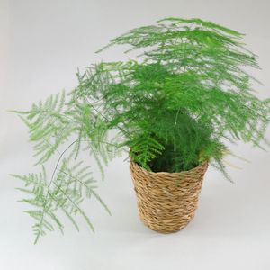 Feder-Spargel