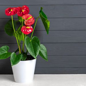 Kleine Flamingoblume