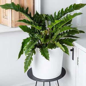 Philodendron Jungle Boogie