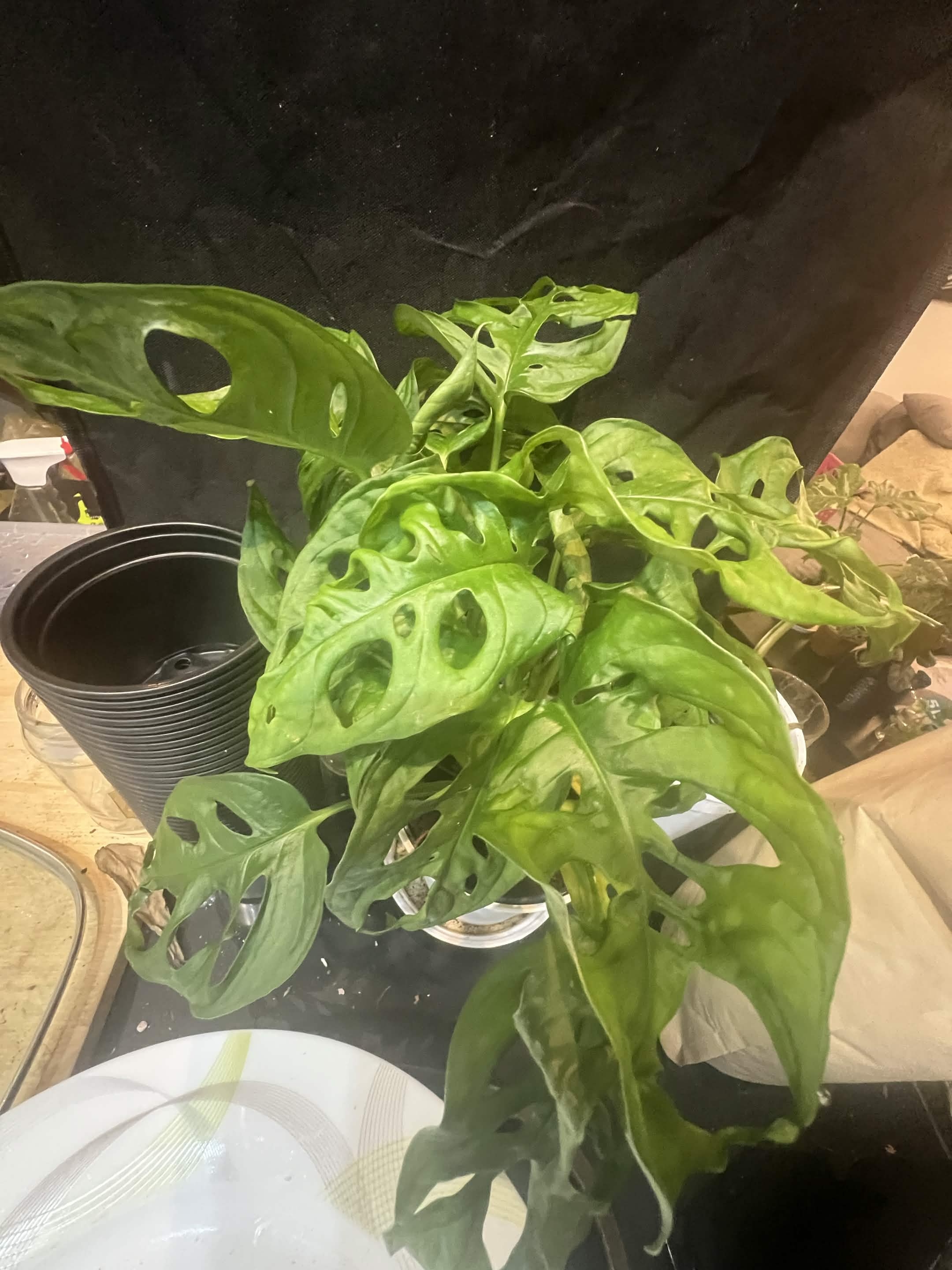 Monstera Adansonii
