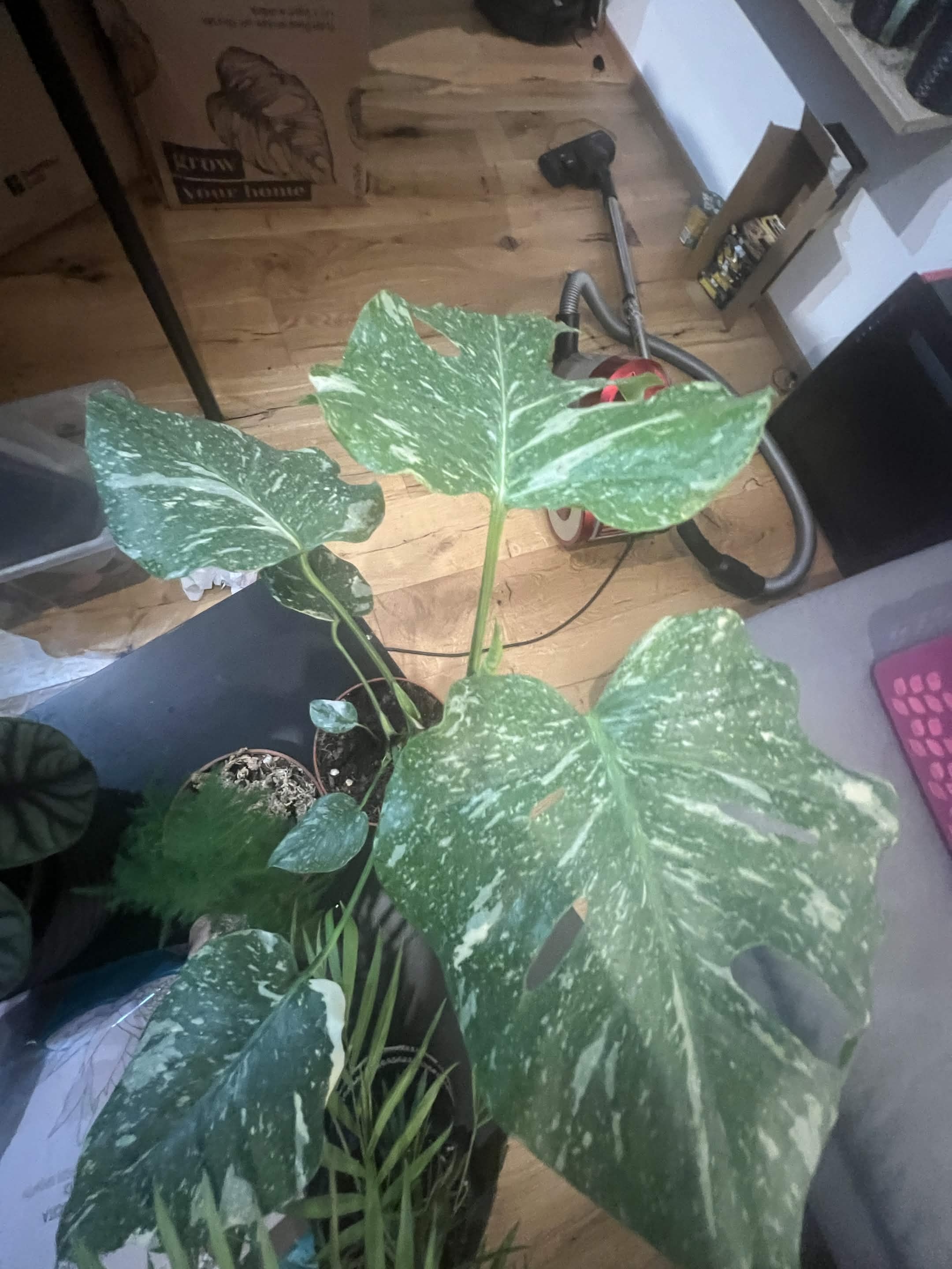 Monstera Thai Constellation