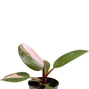 Rotblättriger Philodendron