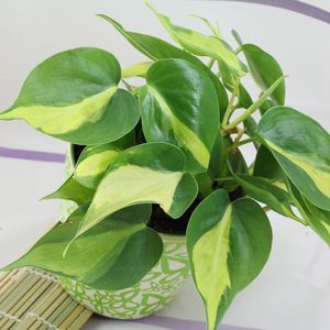 Kletter-Philodendron