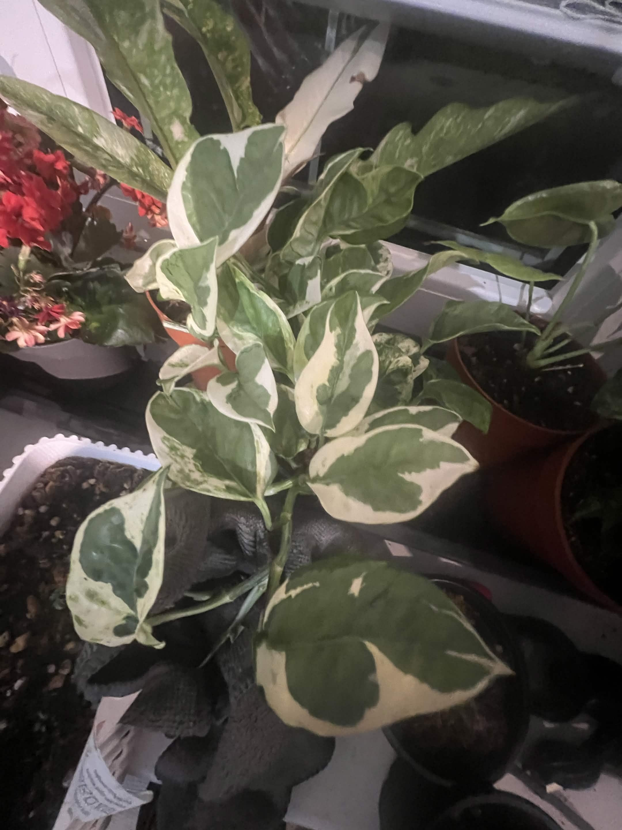 Pothos N'Joy